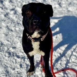 Enlarge Ebony, an adopted Pit Bull Terrier in Buffalo, NY image 5/5