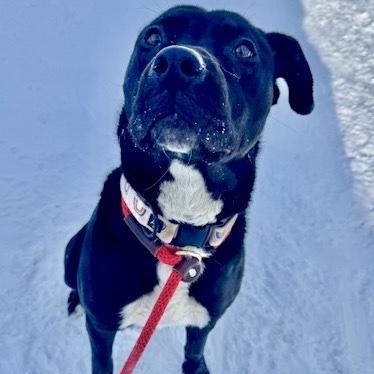 Enlarge Ebony, an adopted Pit Bull Terrier in Buffalo, NY image 3/5