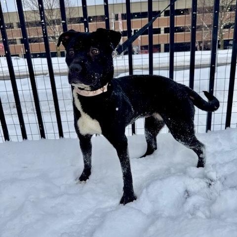 Enlarge Ebony, an adopted Pit Bull Terrier in Buffalo, NY image 4/5