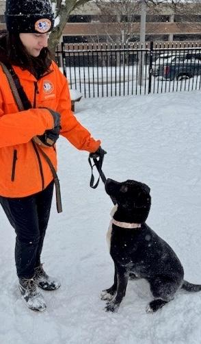 Enlarge Ebony, an adopted Pit Bull Terrier in Buffalo, NY image 2/5