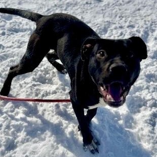 Enlarge Ebony, an adopted Pit Bull Terrier in Buffalo, NY image 1/5