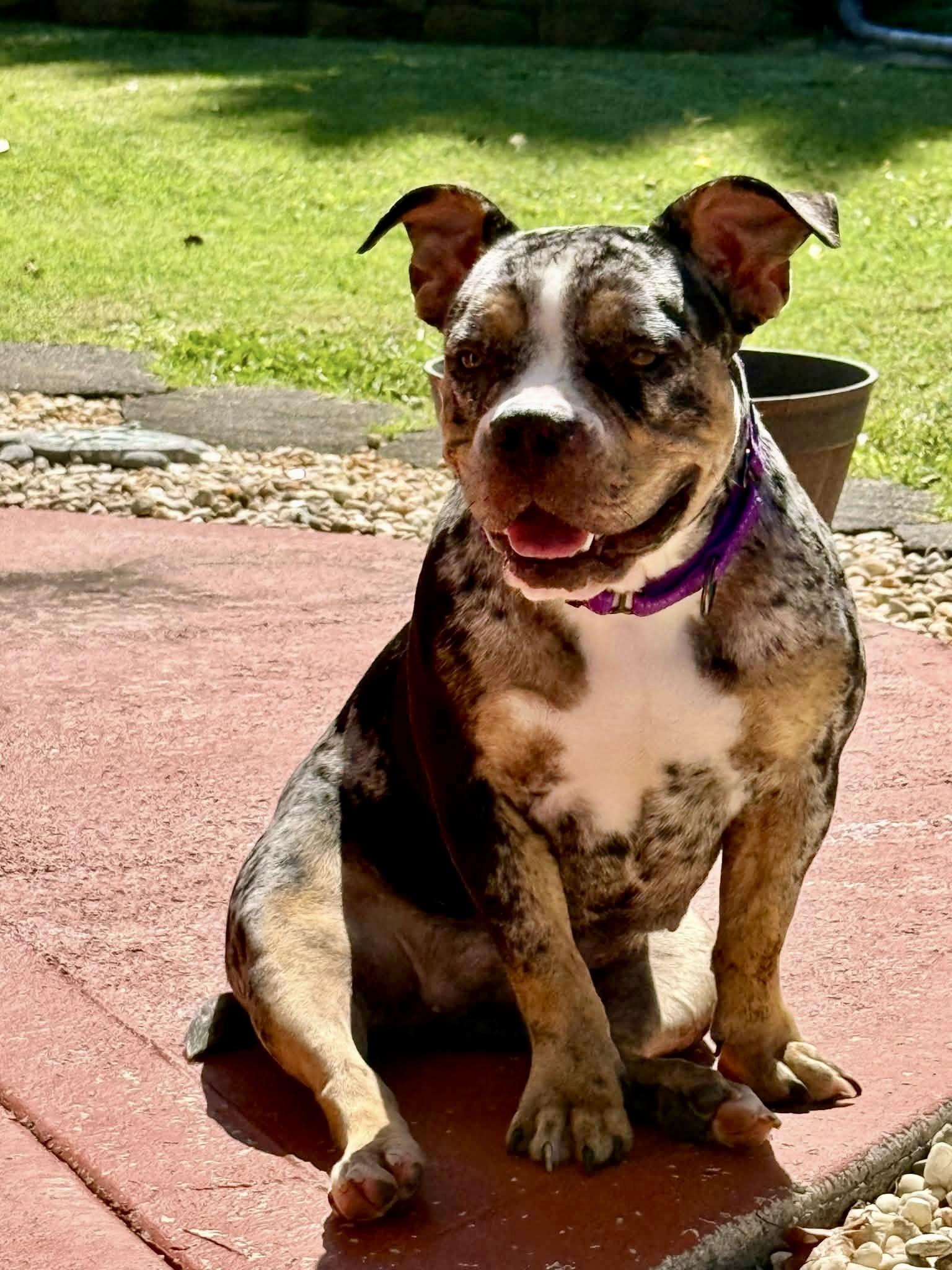 Enlarge Suki, a Adoptable American Bully in Knoxville, TN image 4/6