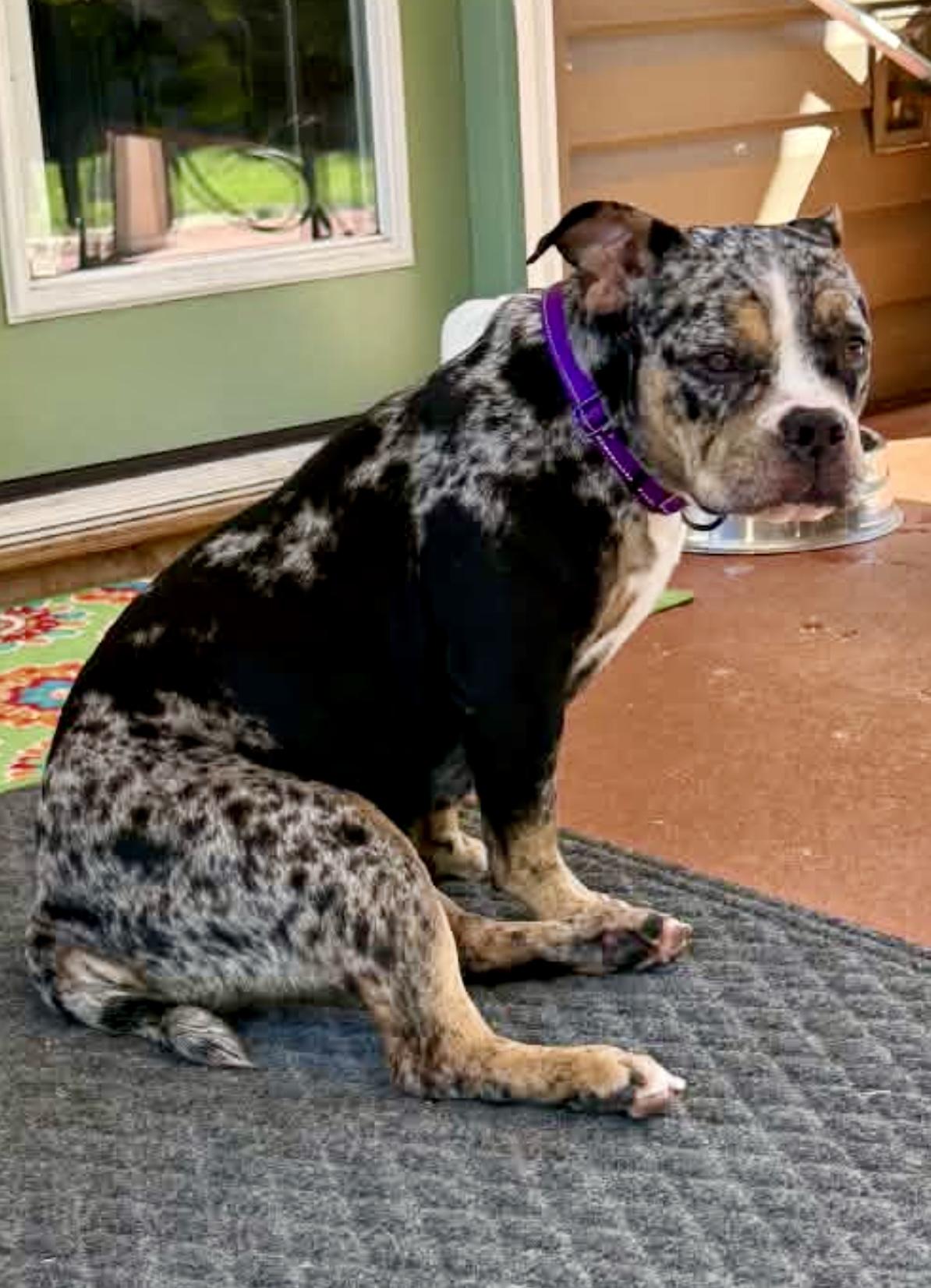 Enlarge Suki, a Adoptable American Bully in Knoxville, TN image 5/6