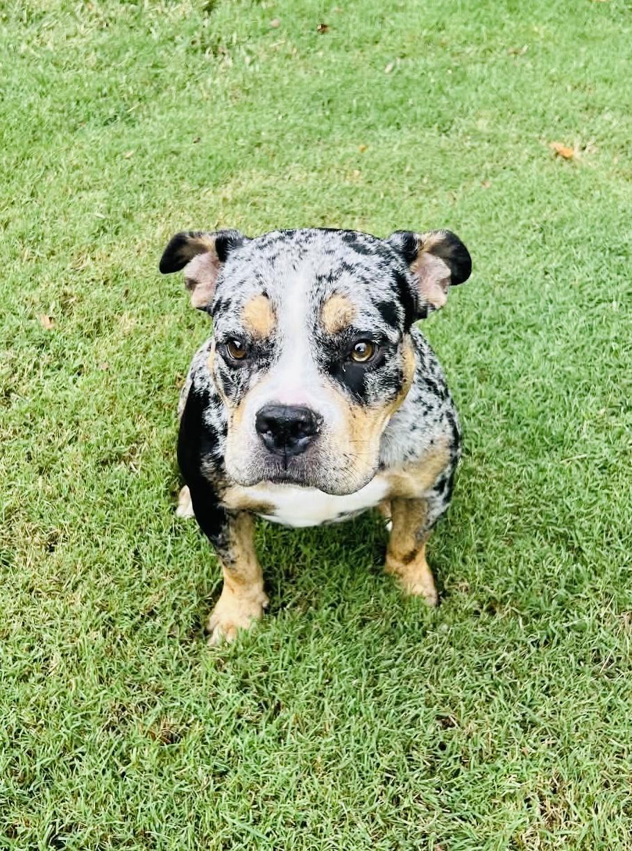 Enlarge Suki, a Adoptable American Bully in Knoxville, TN image 3/6