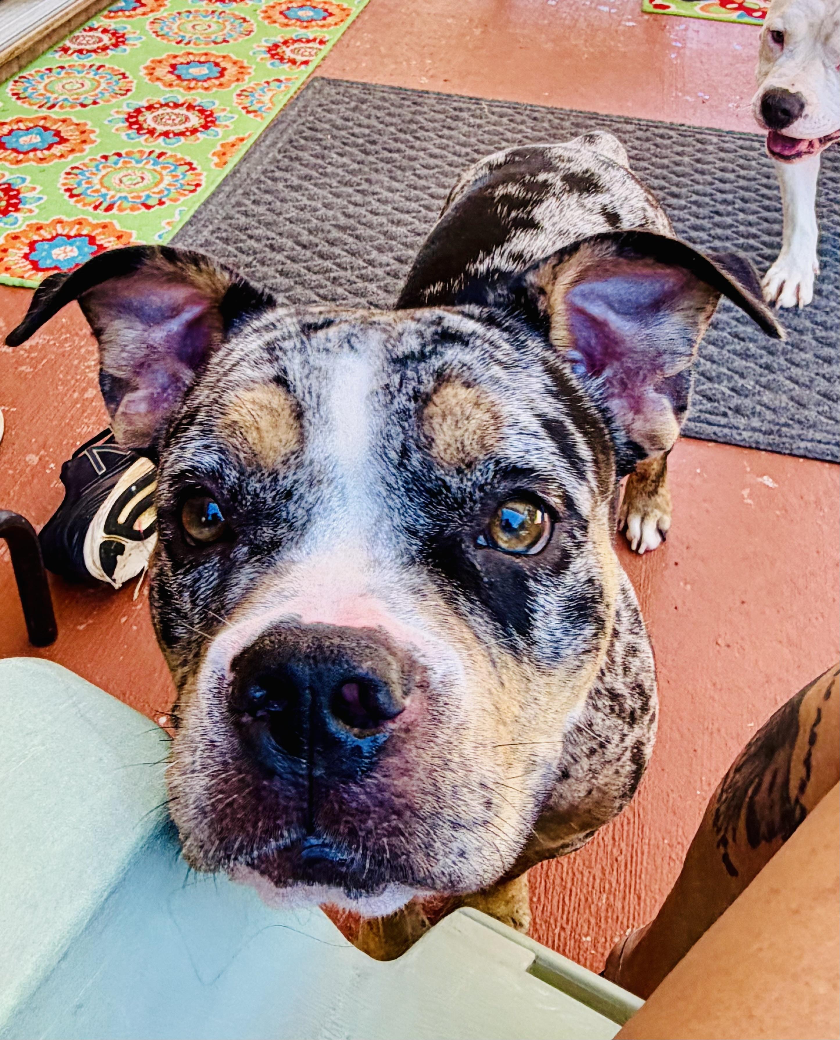 Enlarge Suki, a Adoptable American Bully in Knoxville, TN image 6/6