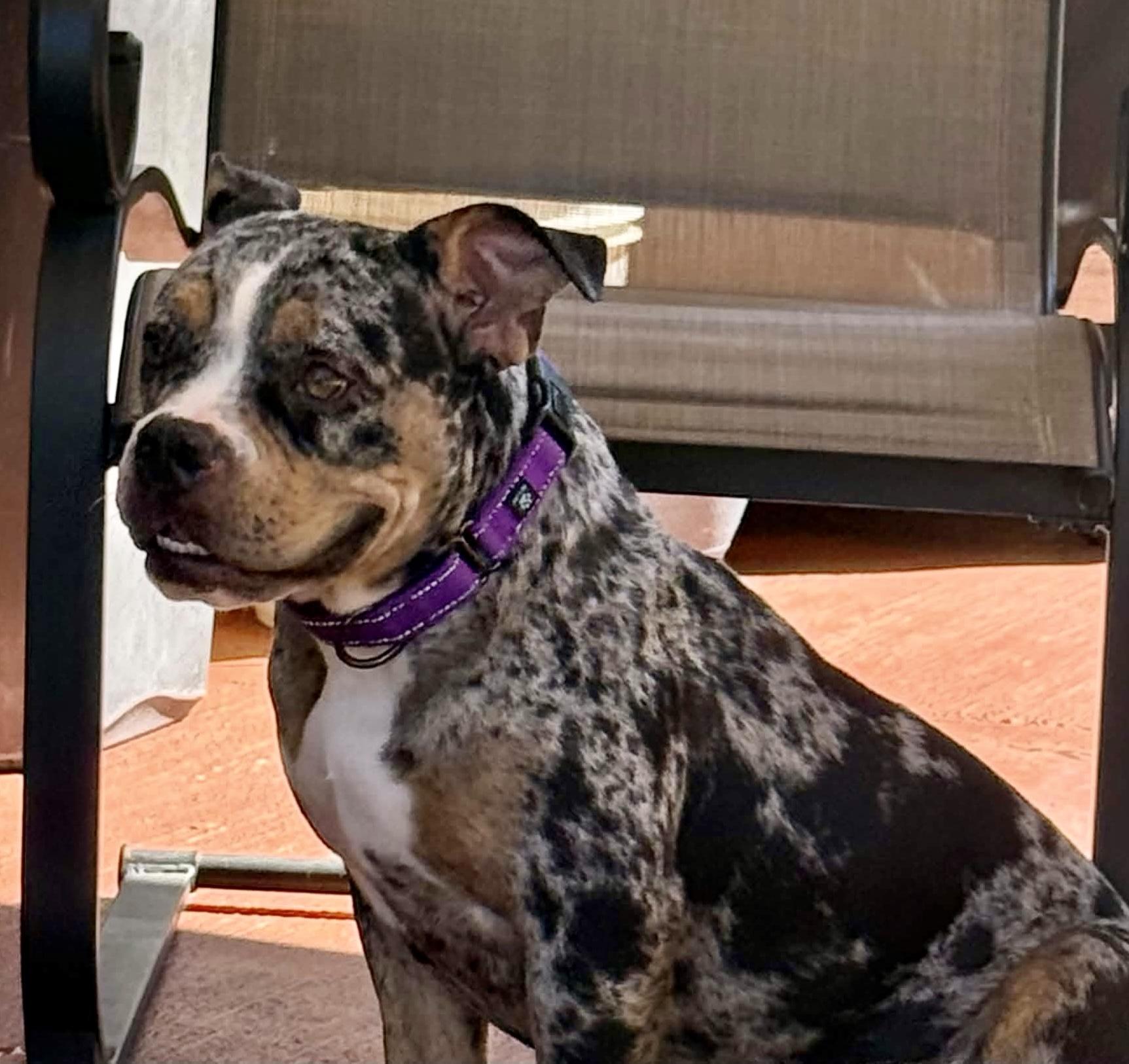 Enlarge Suki, a Adoptable American Bully in Knoxville, TN image 2/6