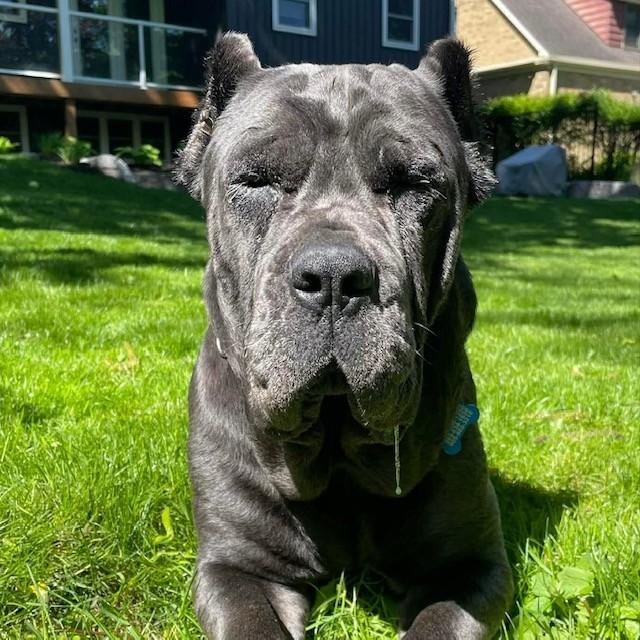 Enlarge Kali, a ADOPTABLE Neapolitan Mastiff in Toronto, ON image 1/1
