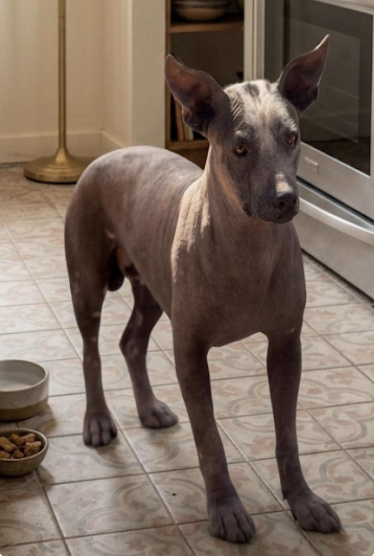 Xito, ADOPTABLE, Young Male Xoloitzcuintli / Mexican Hairless.