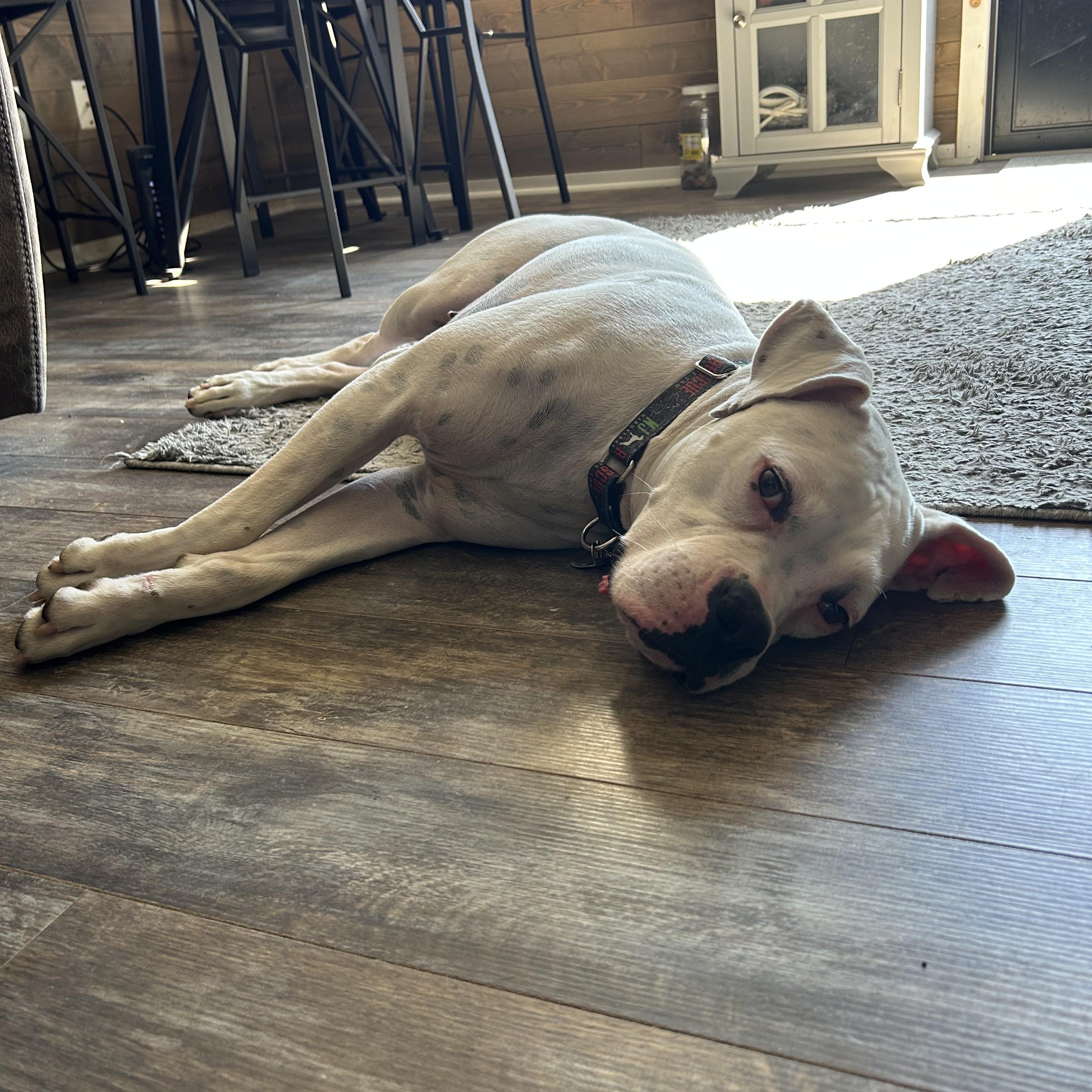 Enlarge Ghost - Need Foster, a ADOPTABLE Boxer in Middlesex, NJ image 3/6