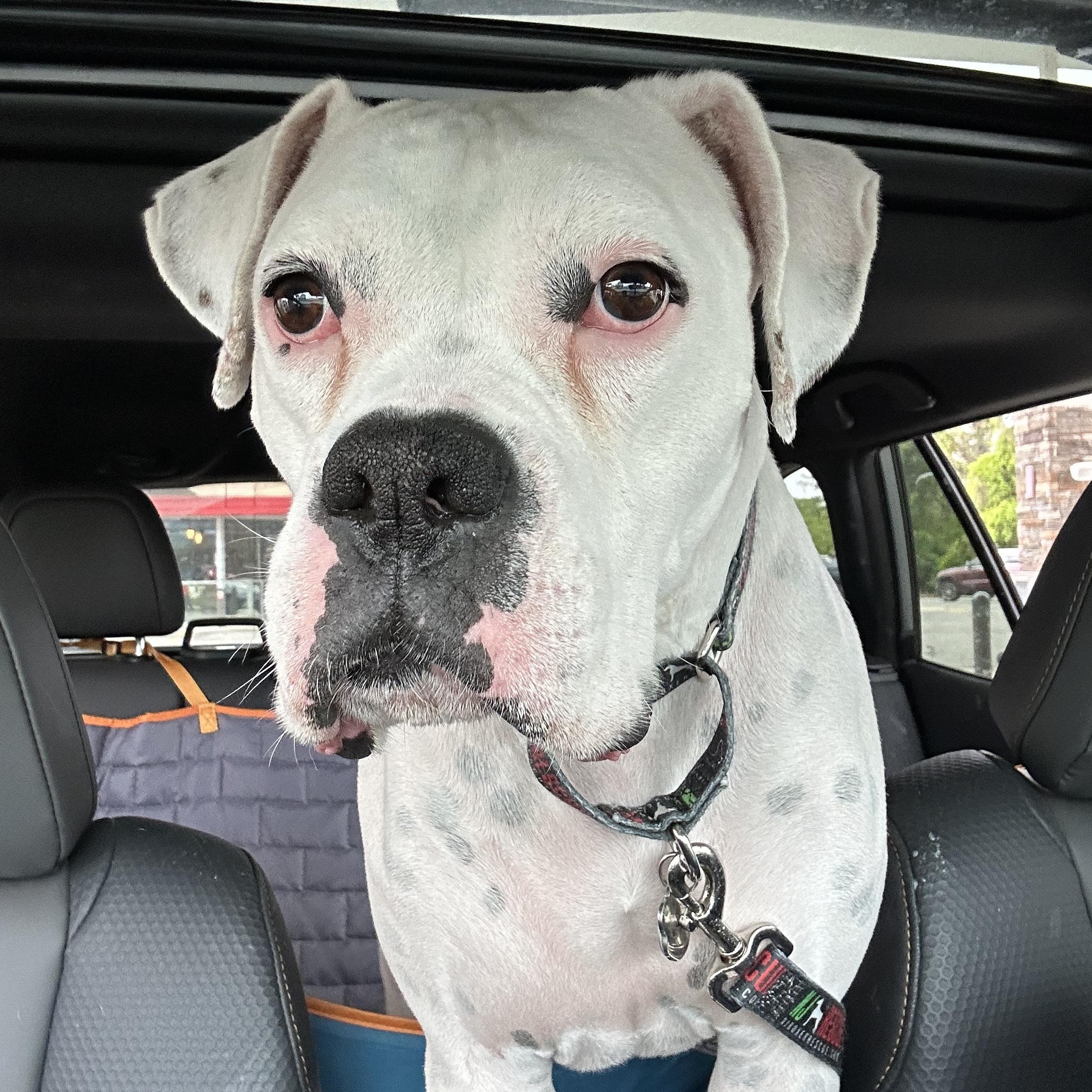 Ghost - Need Foster, ADOPTABLE, Adult Male Boxer.