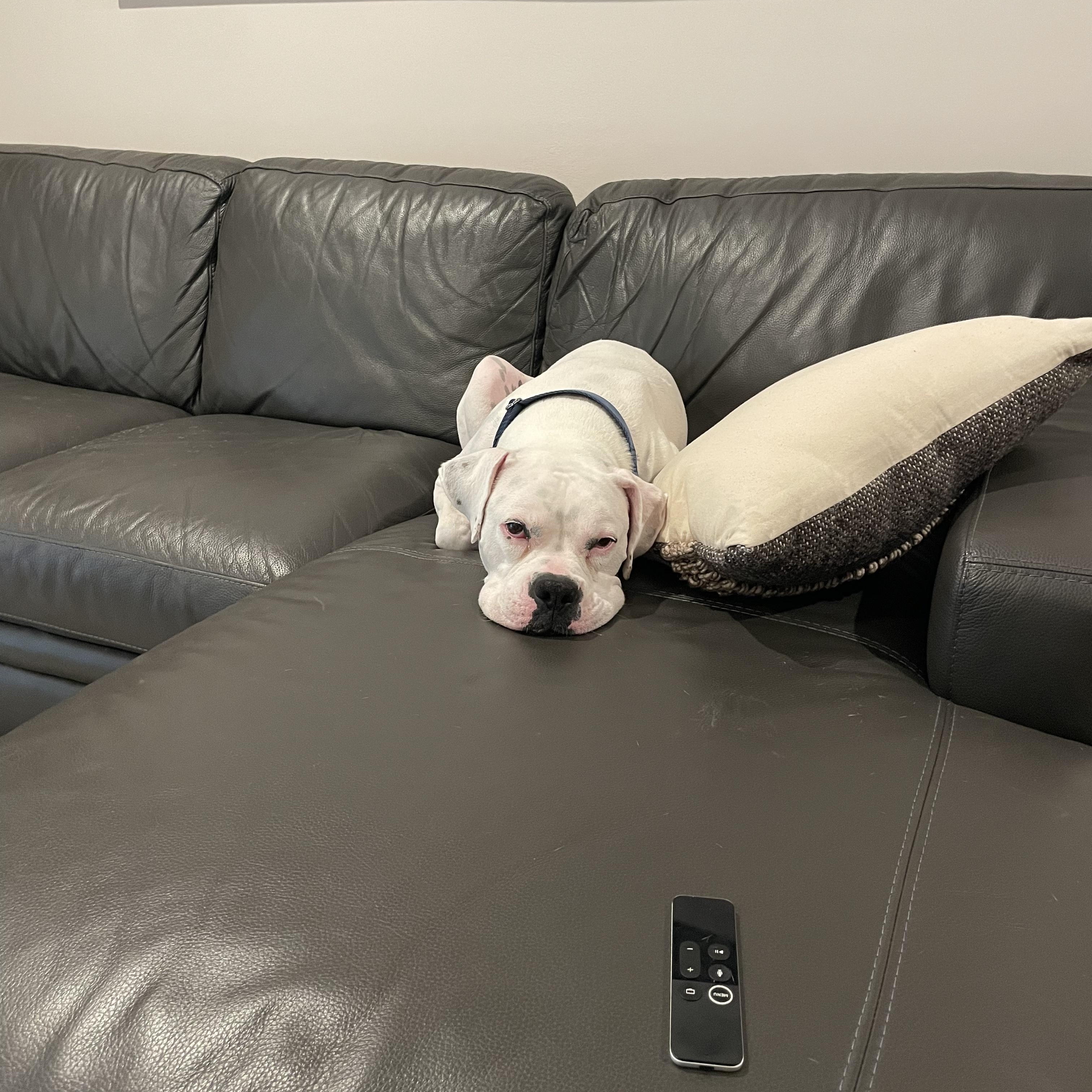 Enlarge Ghost - Need Foster, a ADOPTABLE Boxer in Middlesex, NJ image 5/6