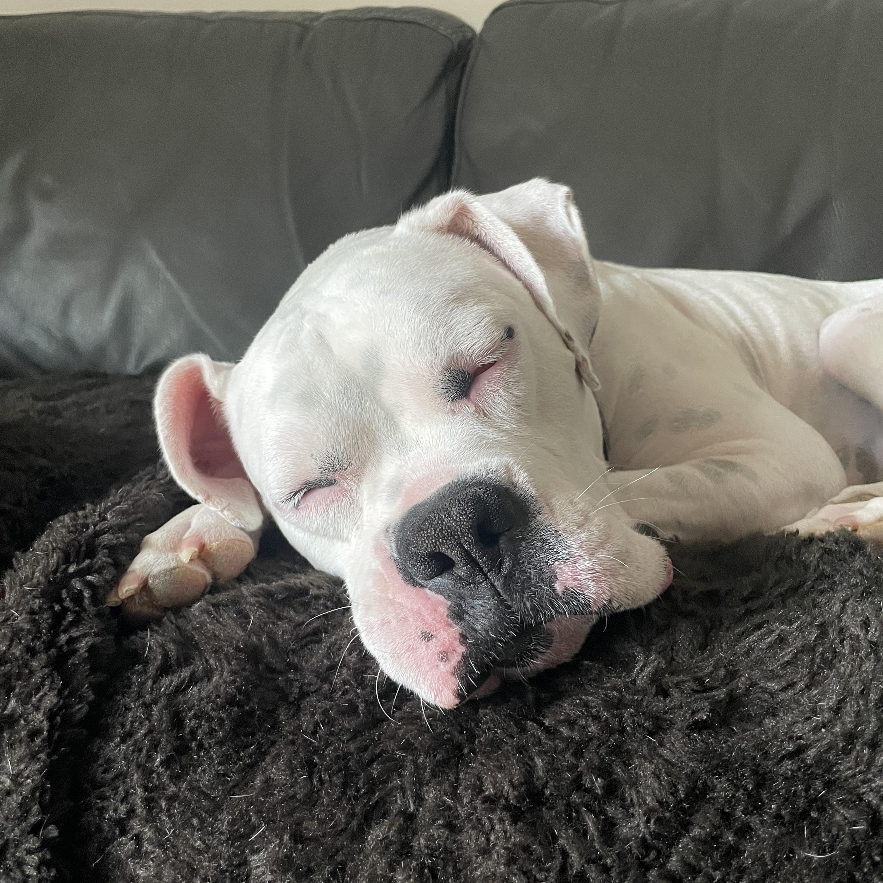 Enlarge Ghost - Need Foster, a ADOPTABLE Boxer in Middlesex, NJ image 6/6