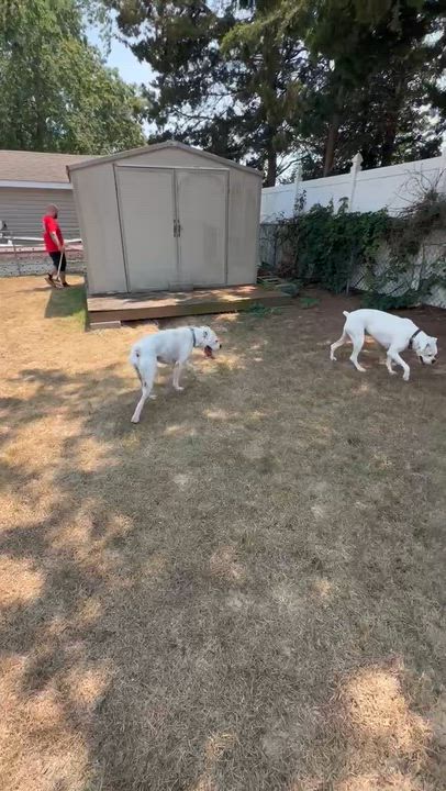 Enlarge Ghost, an adopted Boxer in Middlesex, NJ video 3/5