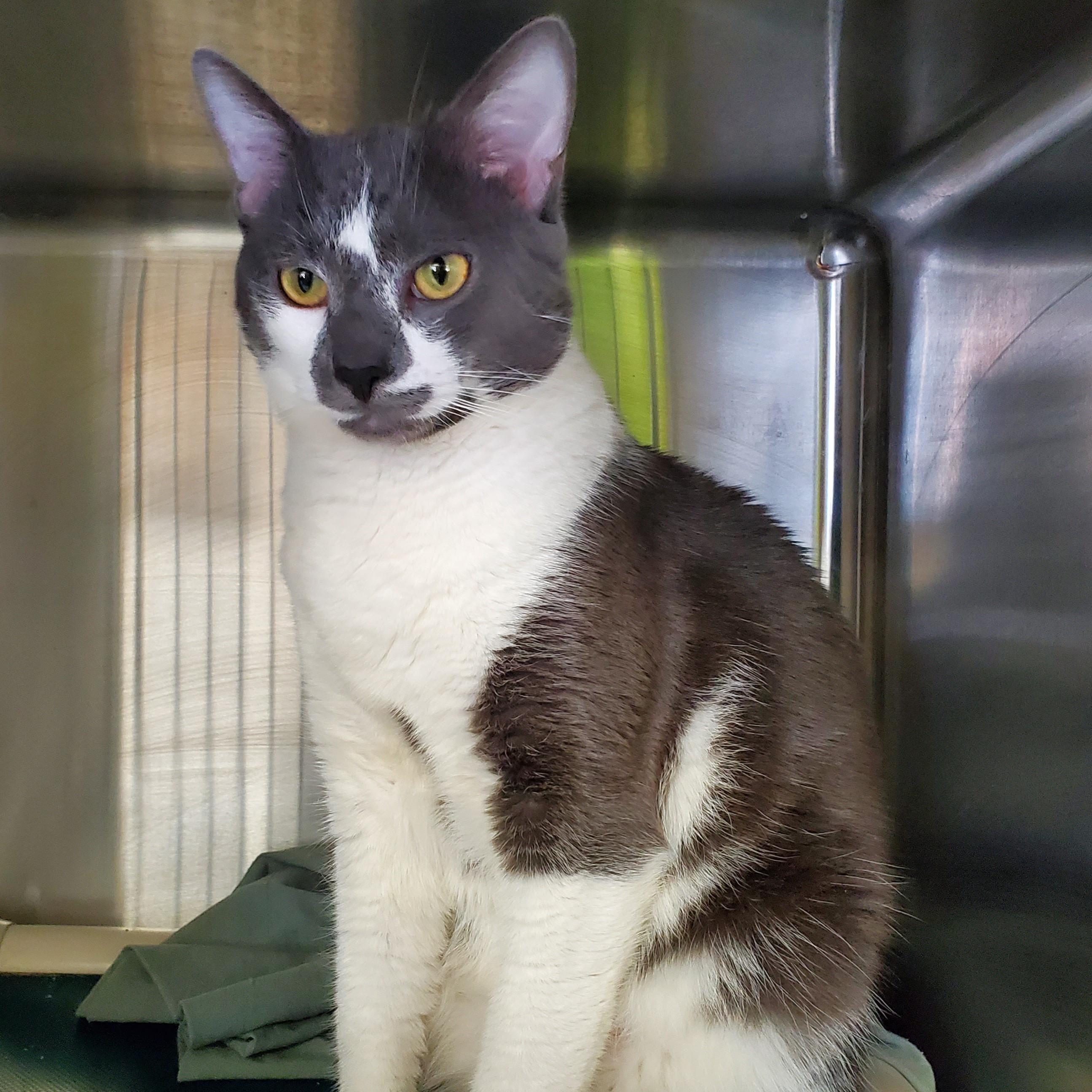 Luke, adopted, Young Male Domestic Short Hair.