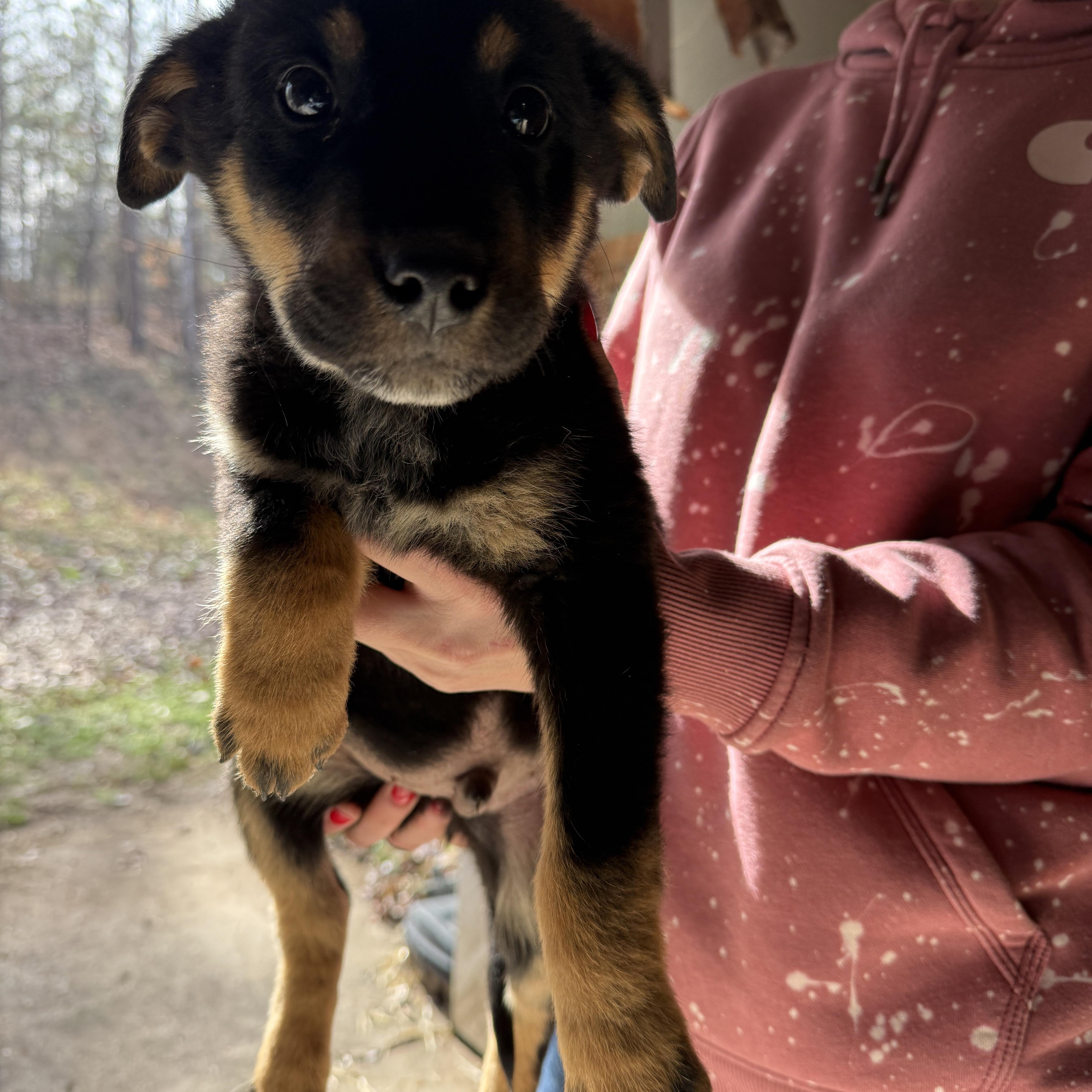 Enlarge Ollie, a ADOPTABLE mixed breed in Erin, TN image 1/1