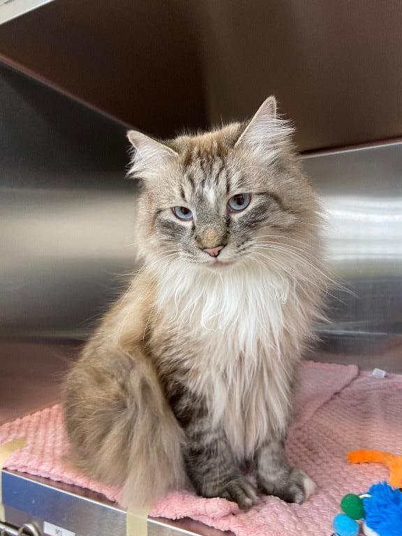 Enlarge Cosmo, a Adoptable mixed breed in Logan, UT image 1/1