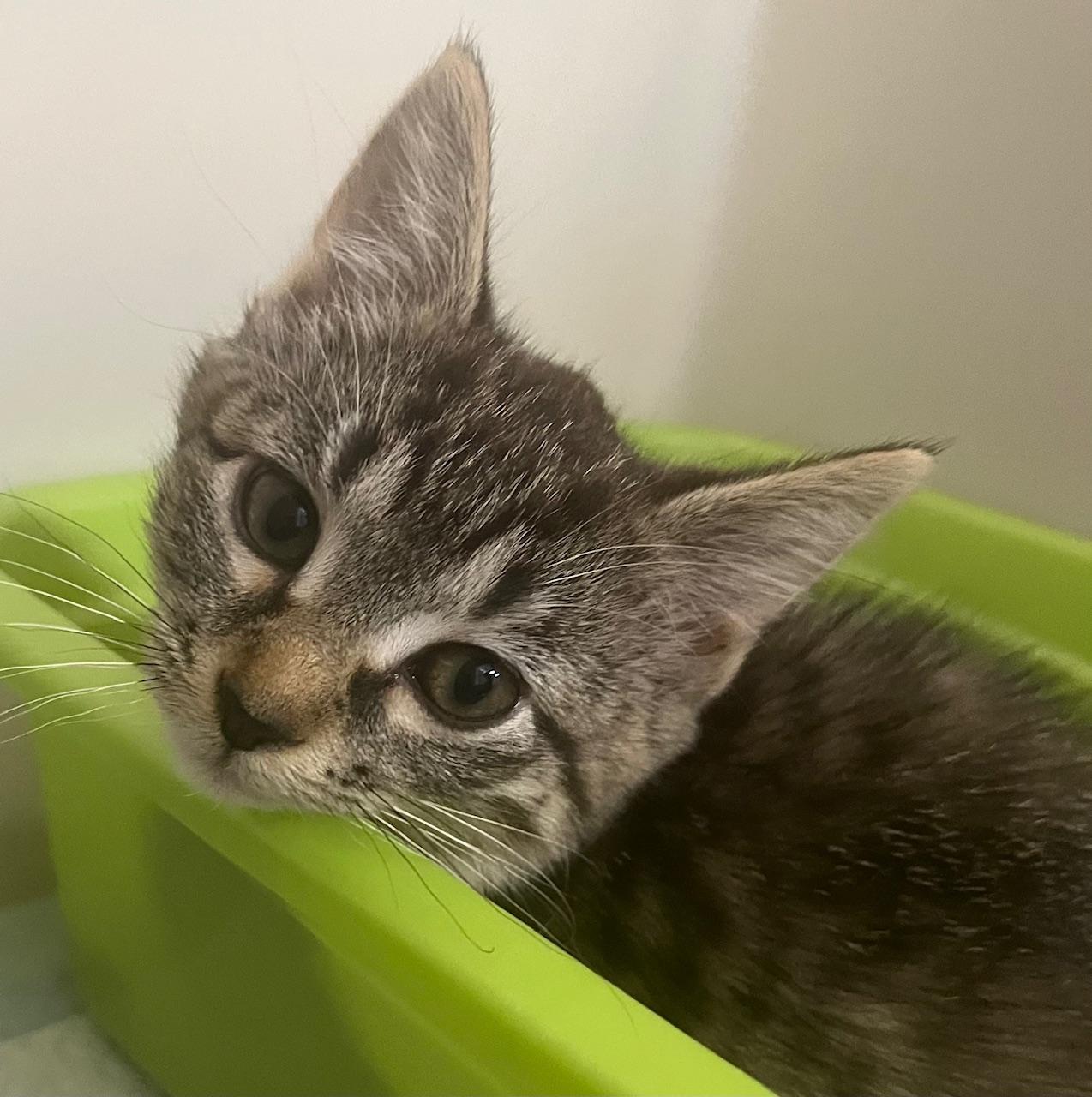 Sandy, Adoptable, Young Female Domestic Short Hair.