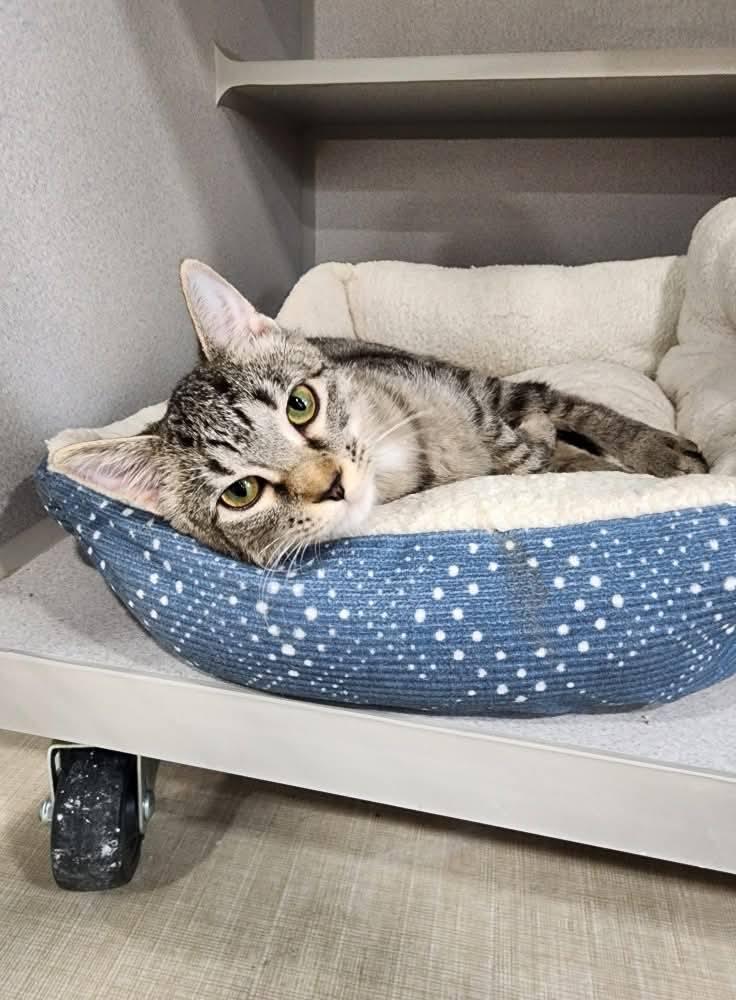 Sandy, Adoptable, Young Female Domestic Short Hair.