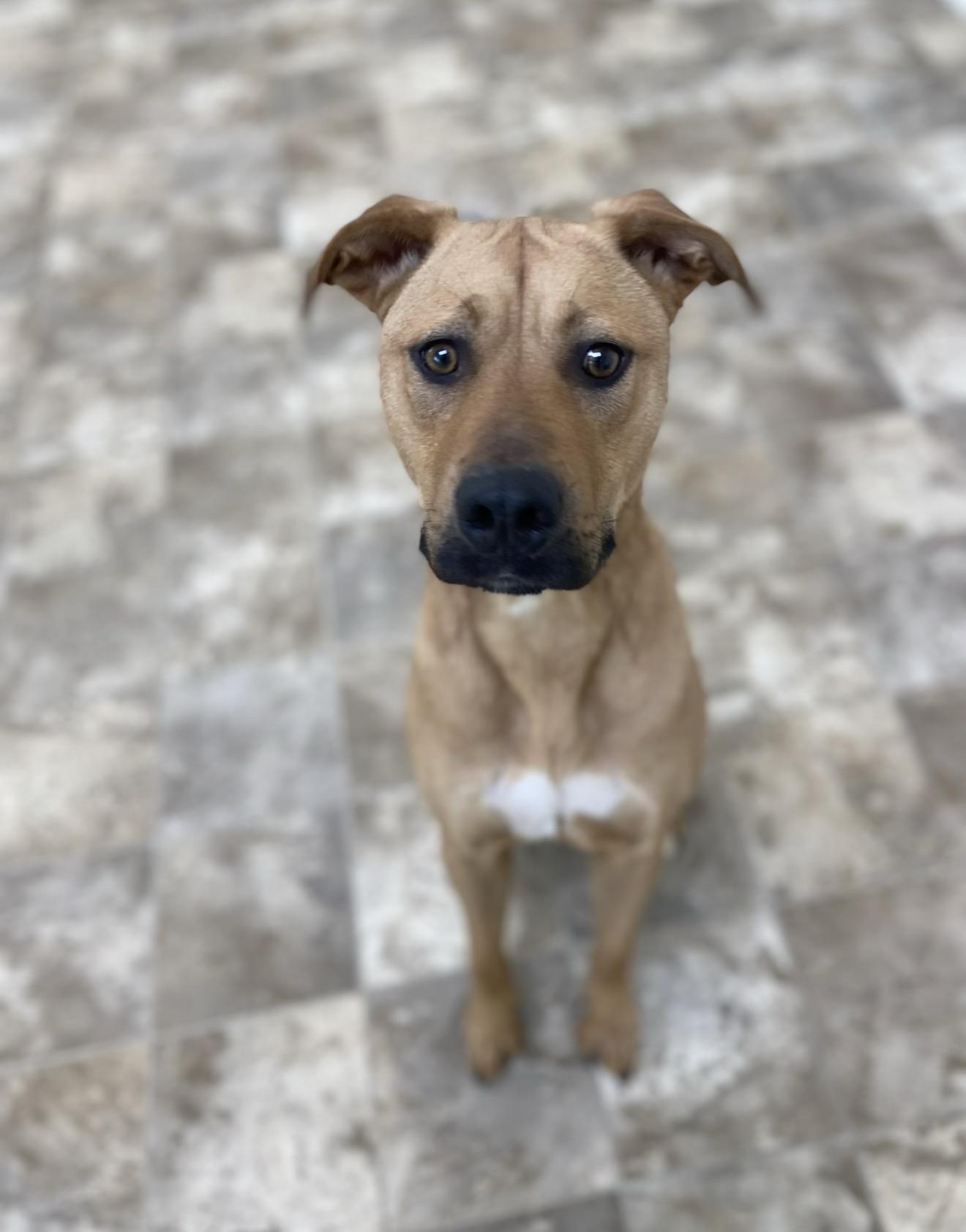 Scooby, Adoptable, Adult Male American Staffordshire Terrier & Yellow Labrador Retriever.