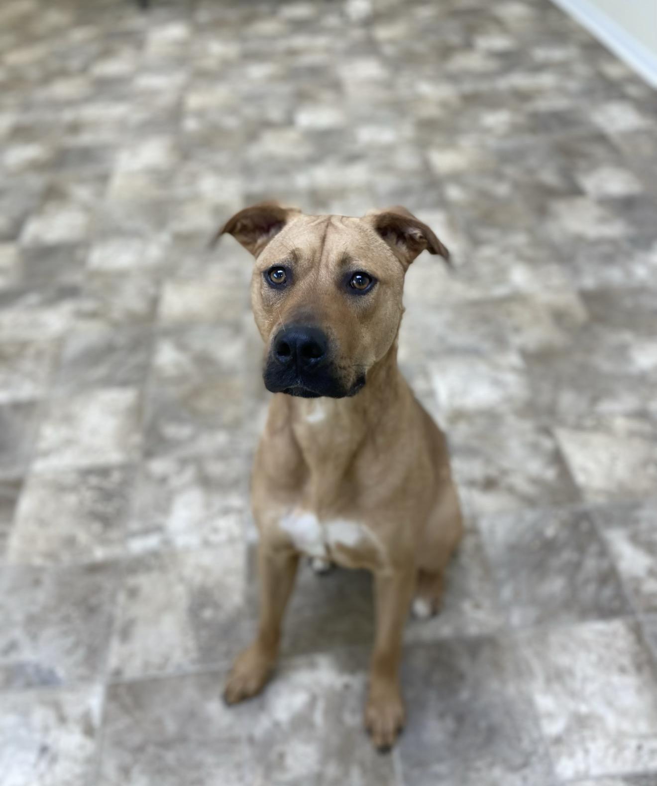 Enlarge Scooby, a Adoptable mixed breed in Hiawatha, KS image 2/3