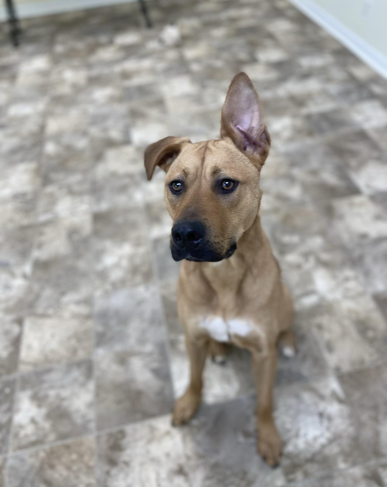 Enlarge Scooby, a Adoptable mixed breed in Hiawatha, KS image 3/3