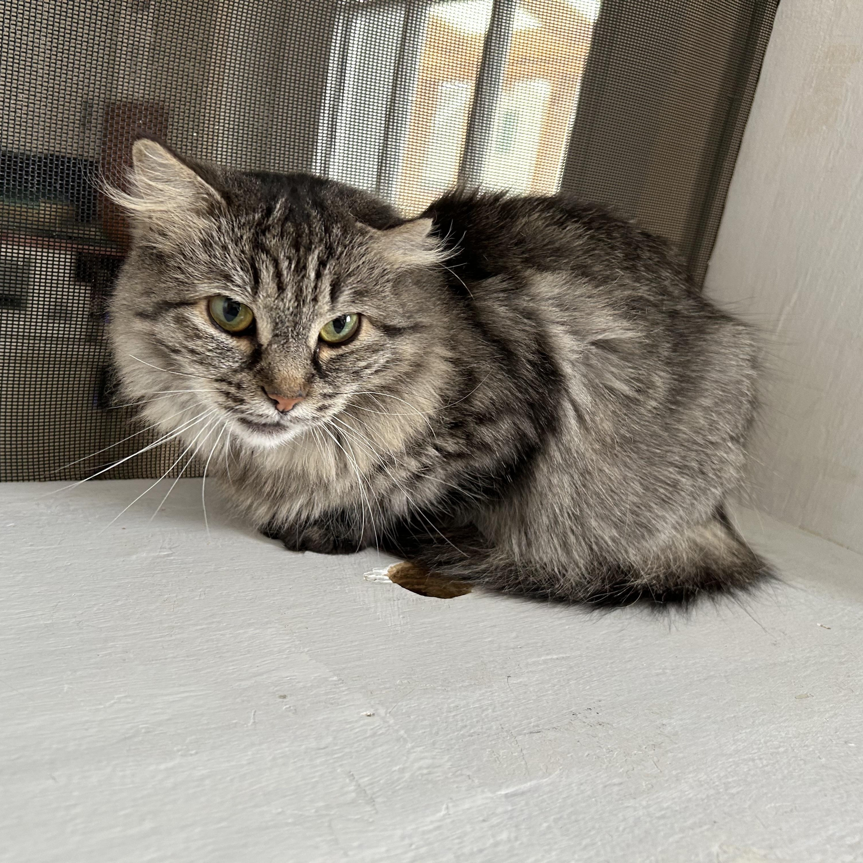 Enlarge Lake, a ADOPTABLE British Longhair in Brockport, NY image 2/4