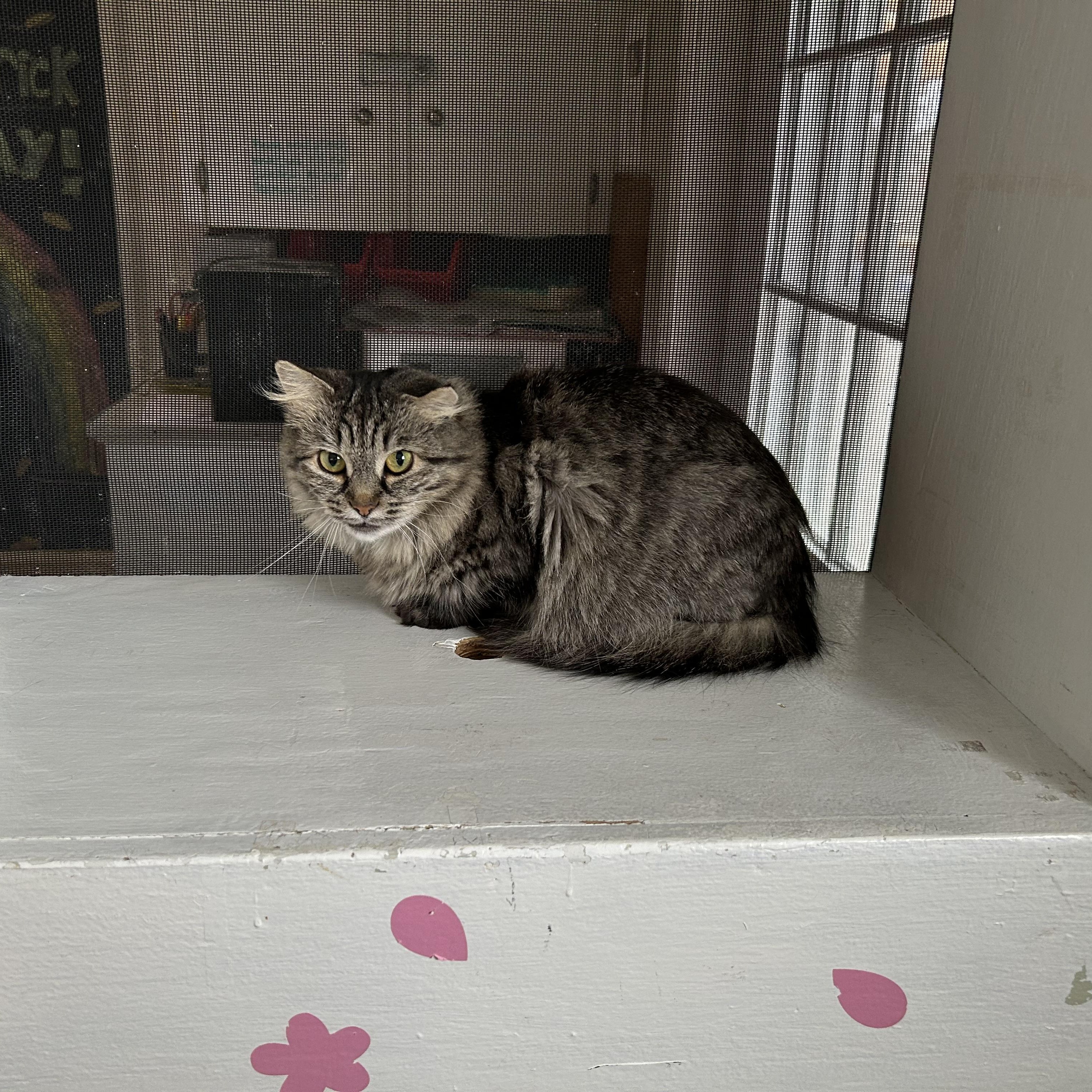 Enlarge Lake, a ADOPTABLE British Longhair in Brockport, NY image 4/4