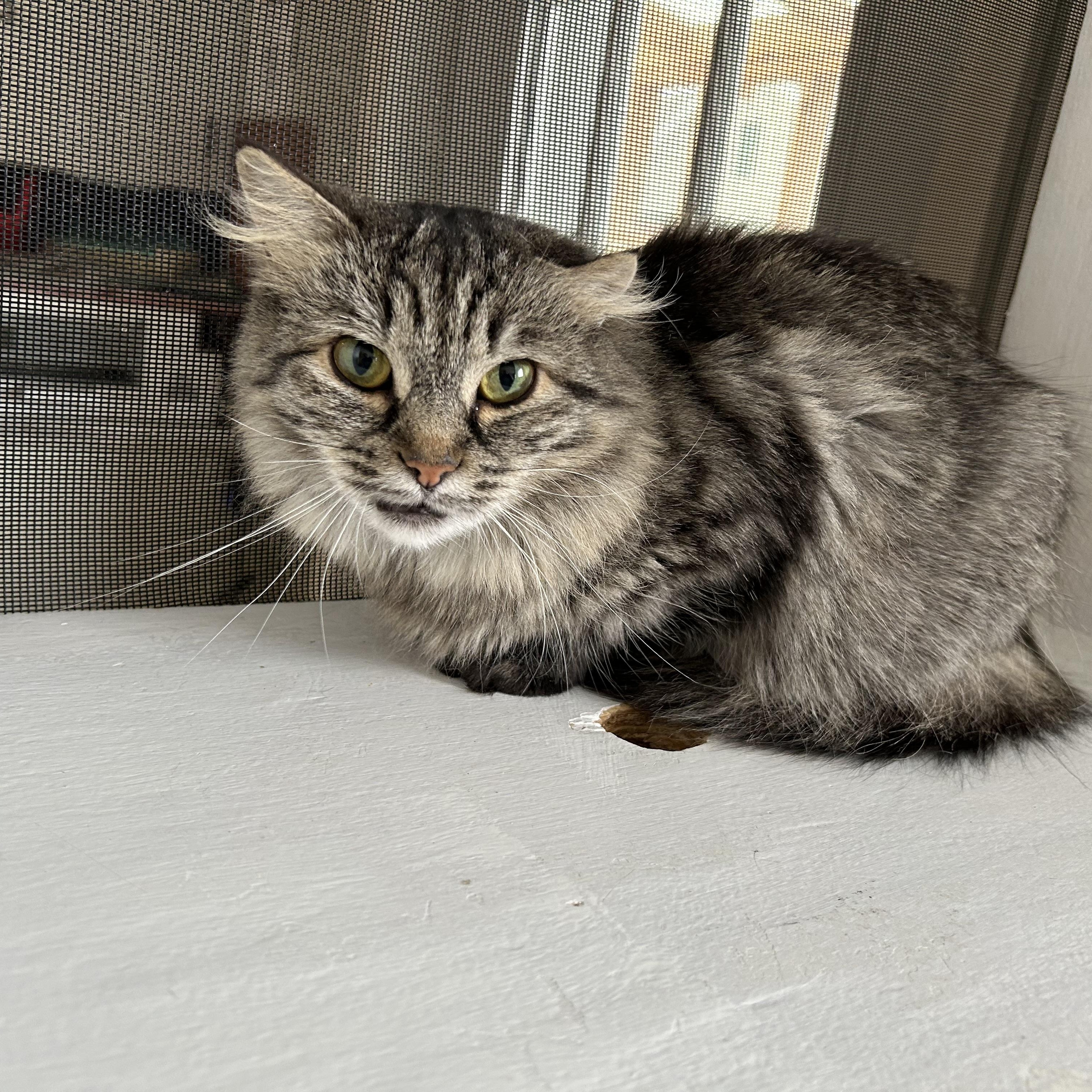 Enlarge Lake, a ADOPTABLE British Longhair in Brockport, NY image 1/4