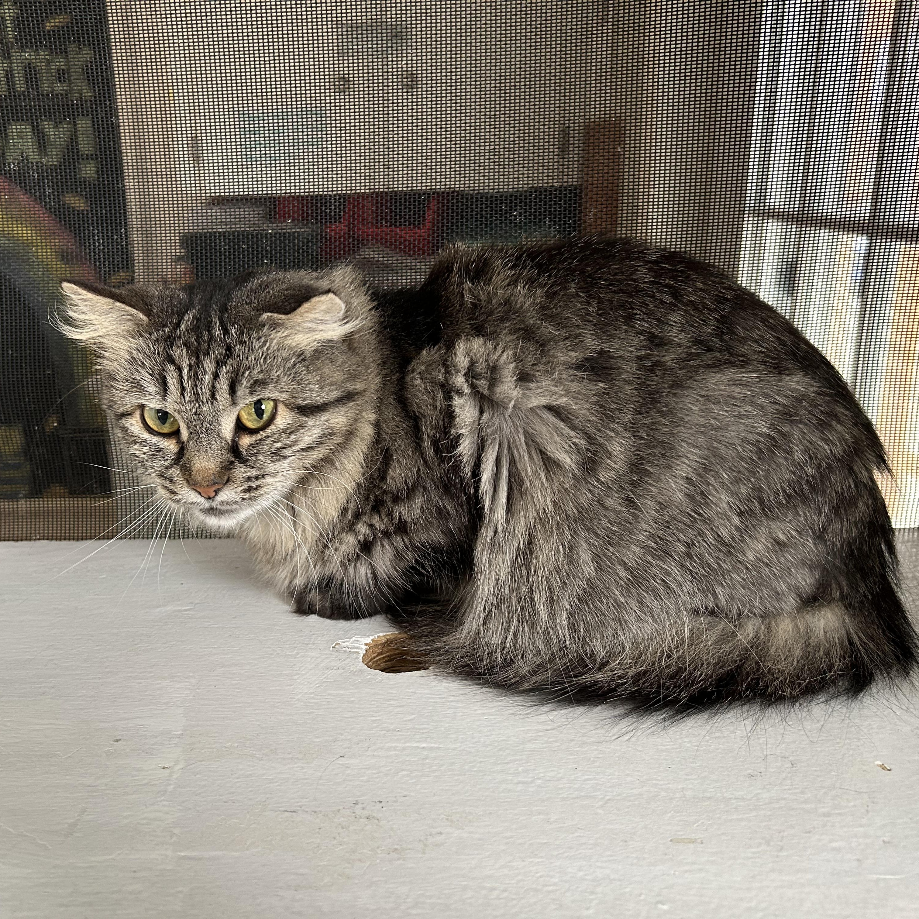 Enlarge Lake, a ADOPTABLE British Longhair in Brockport, NY image 3/4