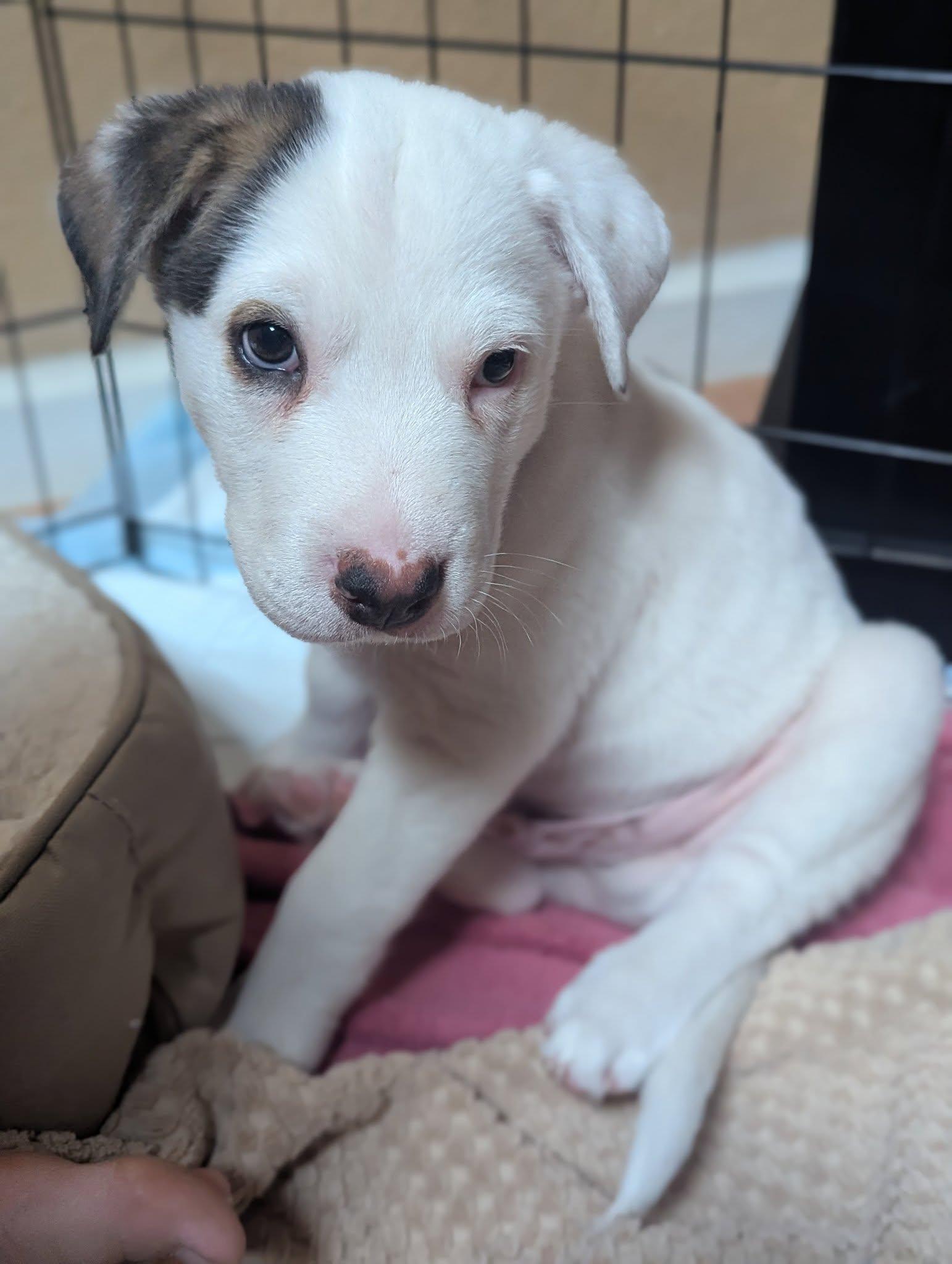 Domino, an adopted Mixed Breed in Chino valley, AZ image 1/2