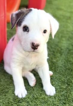Domino, an adopted Mixed Breed in Chino valley, AZ image 2/2