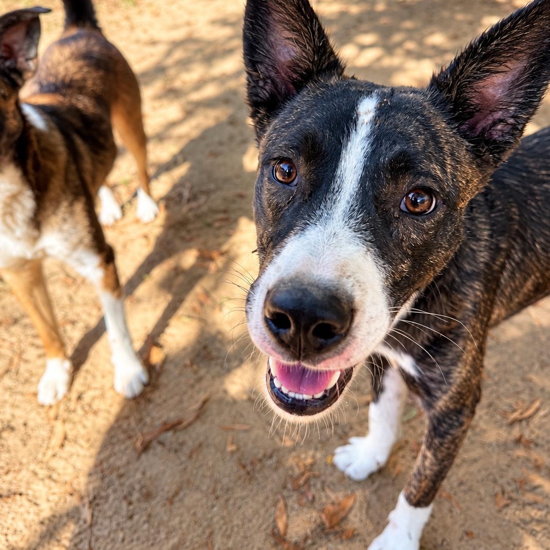 Enlarge Rex, a Adoptable mixed breed in Rossville, TN image 3/5