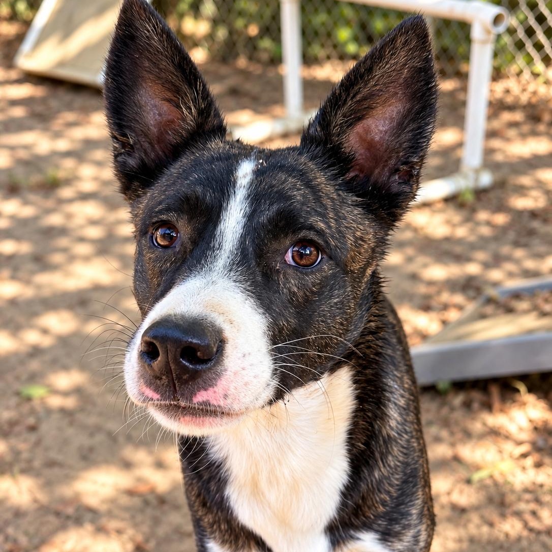 Enlarge Rex, a Adoptable mixed breed in Rossville, TN image 2/5