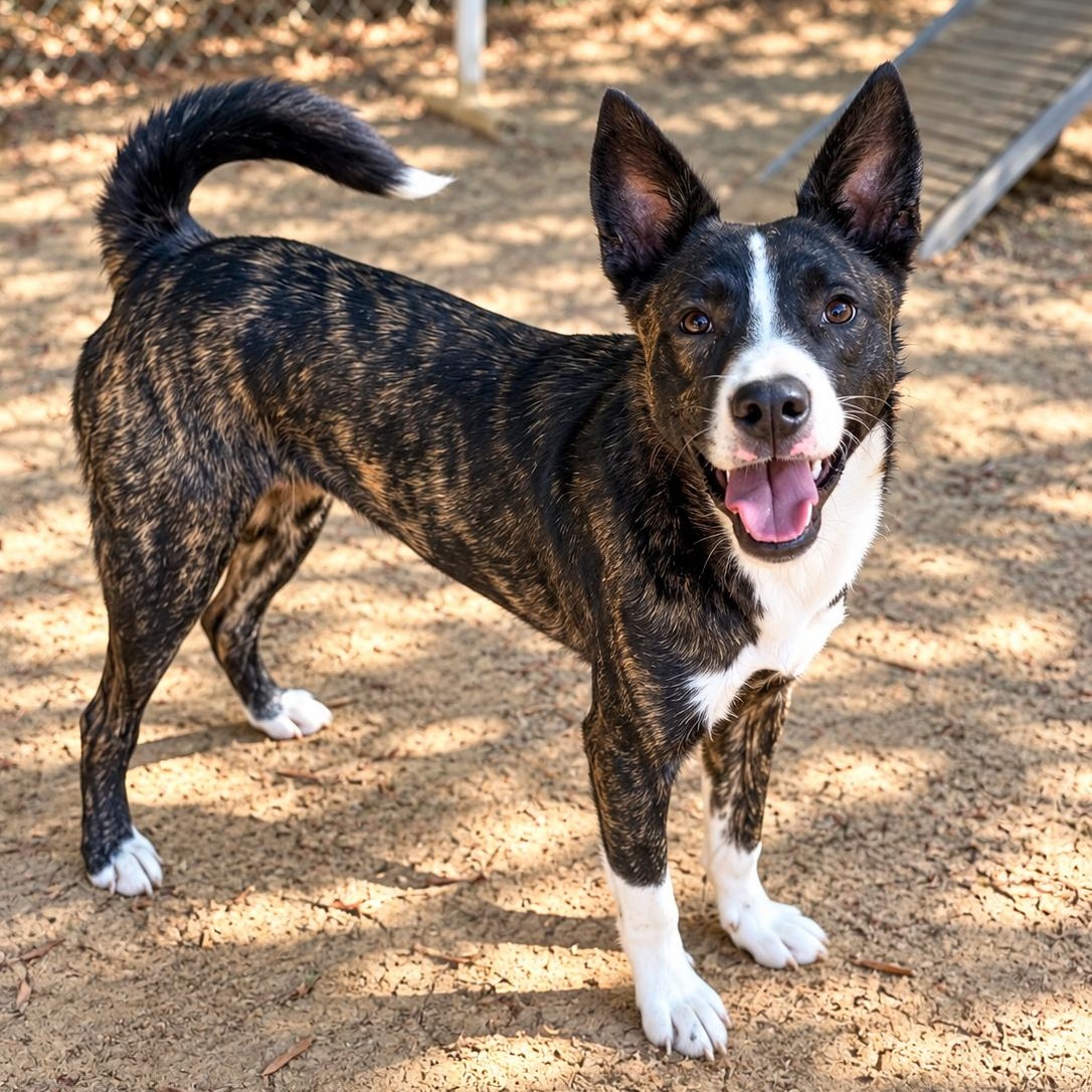 Rex, Adoptable, Young Male Mixed Breed & Collie.