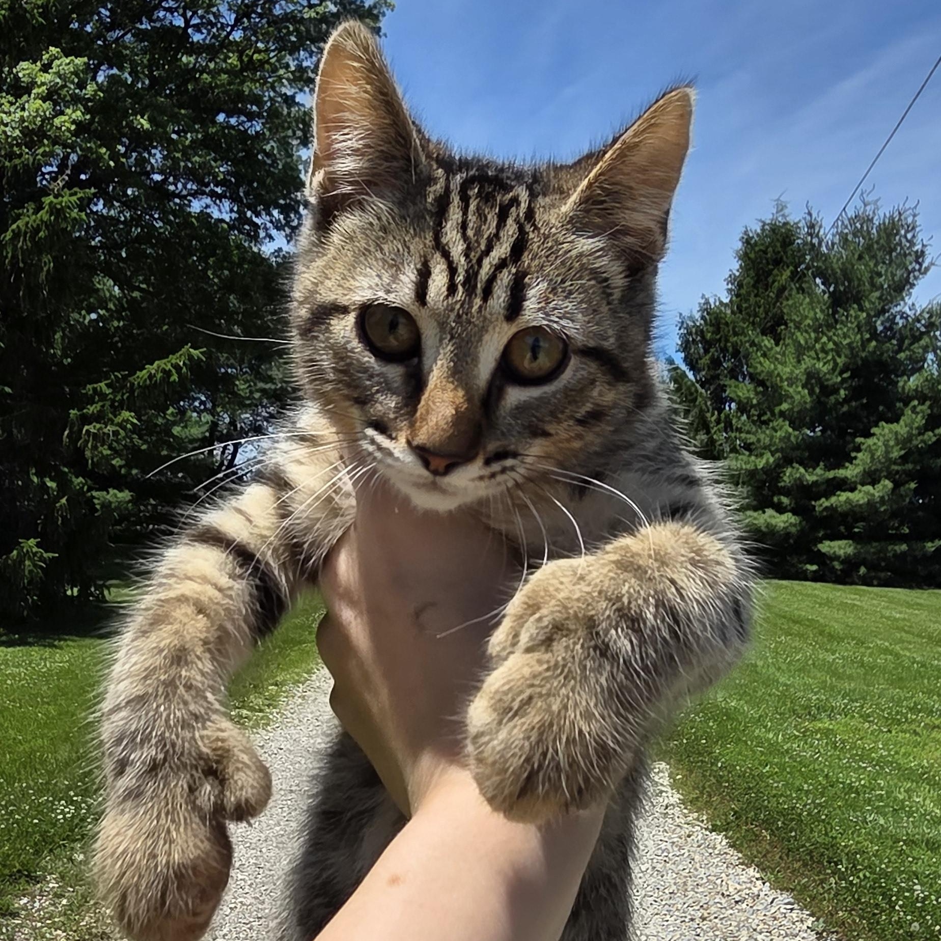 Chip, a ADOPTABLE Tiger in Muncie, IN image 1/4
