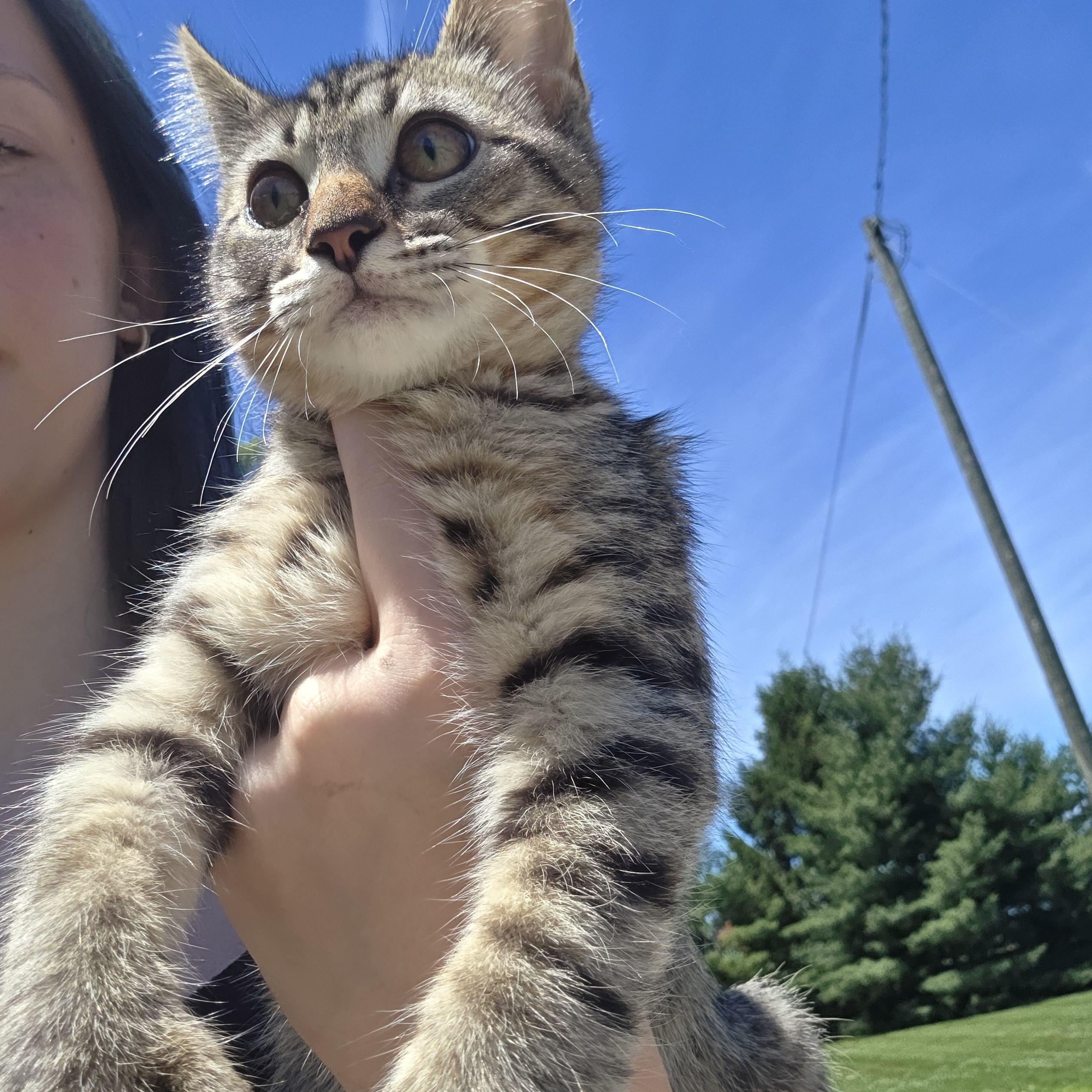Chip, a ADOPTABLE Tiger in Muncie, IN image 4/4