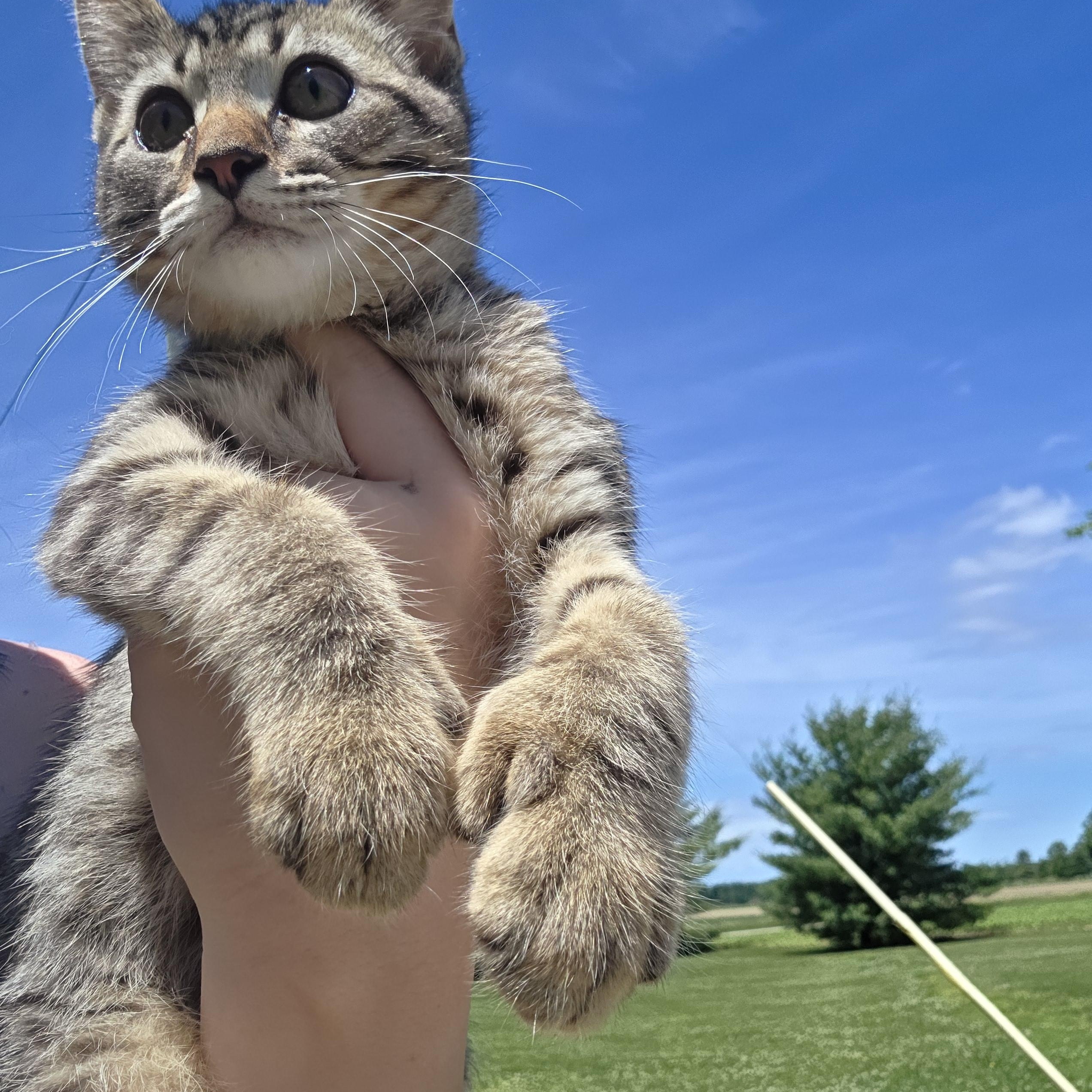 Chip, a ADOPTABLE Tiger in Muncie, IN image 2/4