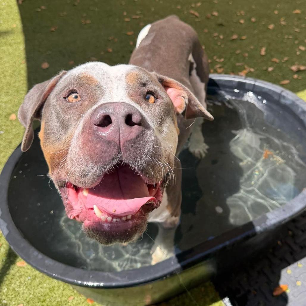 Everly, Adoptable, Adult Female Mixed Breed.