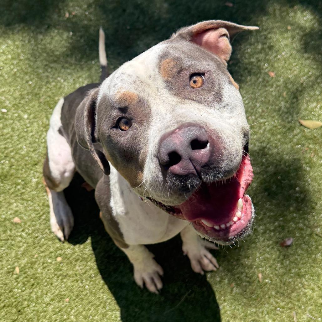 Enlarge Everly, a Adoptable Mixed Breed in Titusville, FL image 2/6