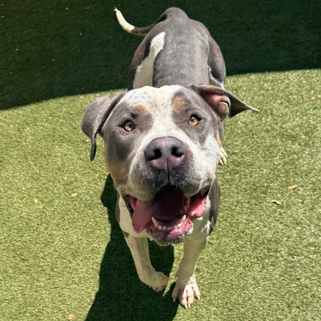 Enlarge Everly, a Adoptable Mixed Breed in Titusville, FL image 3/6