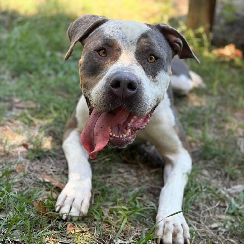 Enlarge Everly, a Adoptable Mixed Breed in Titusville, FL image 4/6