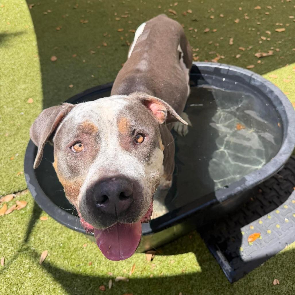 Enlarge Everly, a Adoptable Mixed Breed in Titusville, FL image 5/6