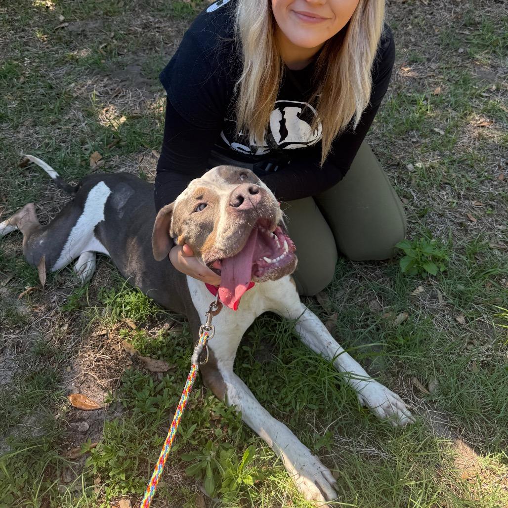 Enlarge Everly, a Adoptable Mixed Breed in Titusville, FL image 6/6