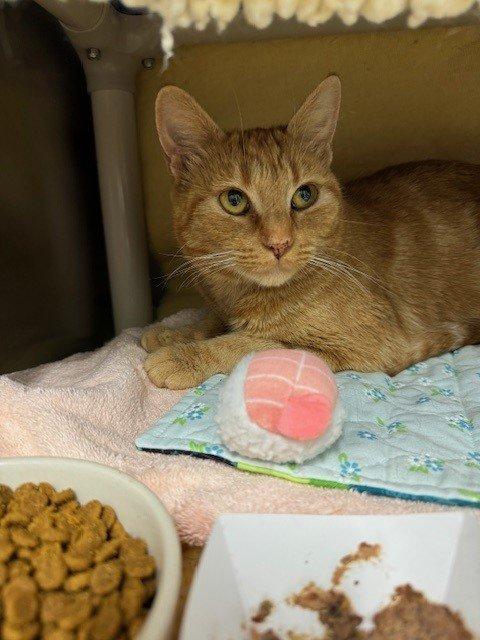 Denise, Adopted, Adult Female Domestic Medium Hair.