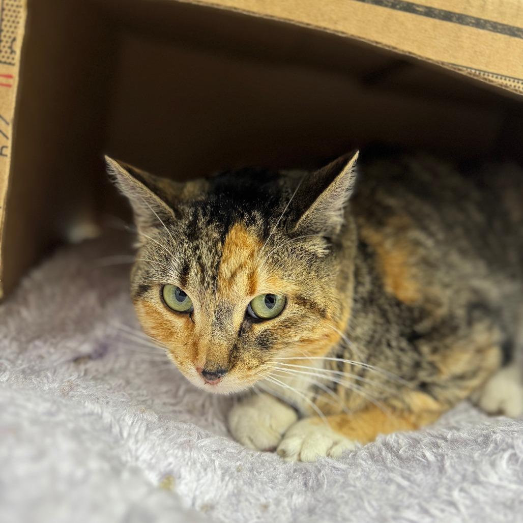 Saylor, Adoptable, Adult Female Domestic Short Hair.