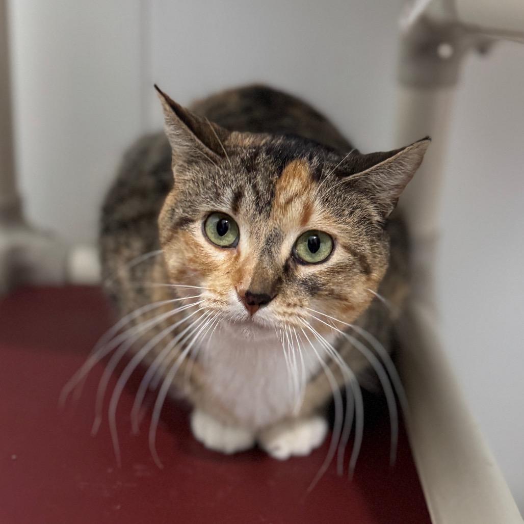 Enlarge Saylor, a Adoptable Domestic Short Hair in Redwood Falls, MN image 2/2