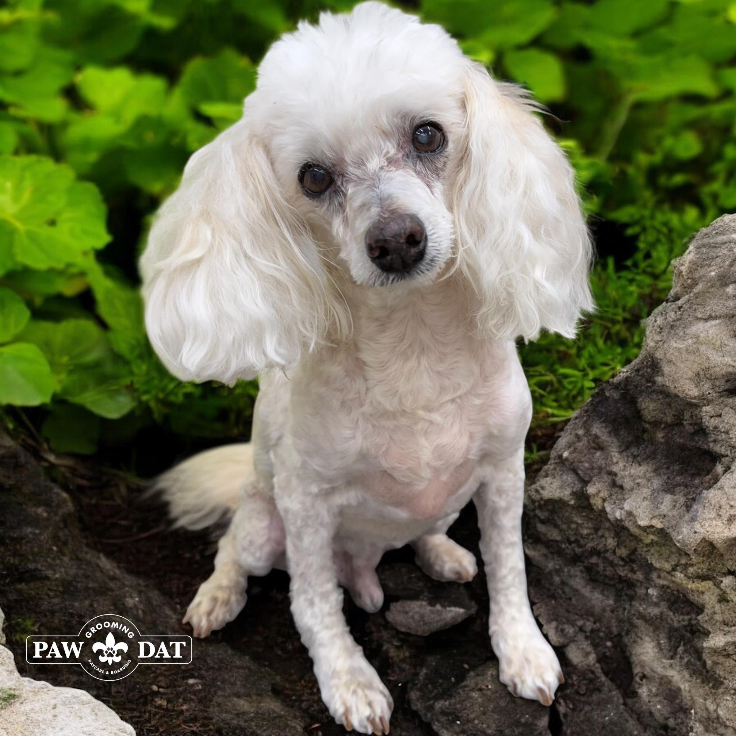 Ravi Maltese Dog