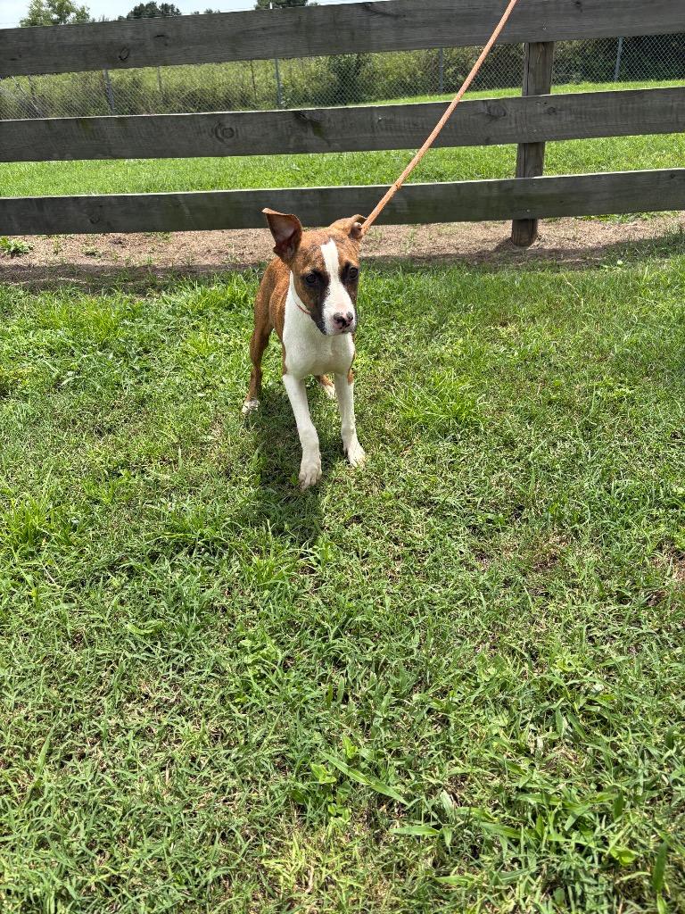 Butterscotch, Adoptable, Puppy Female Terrier.