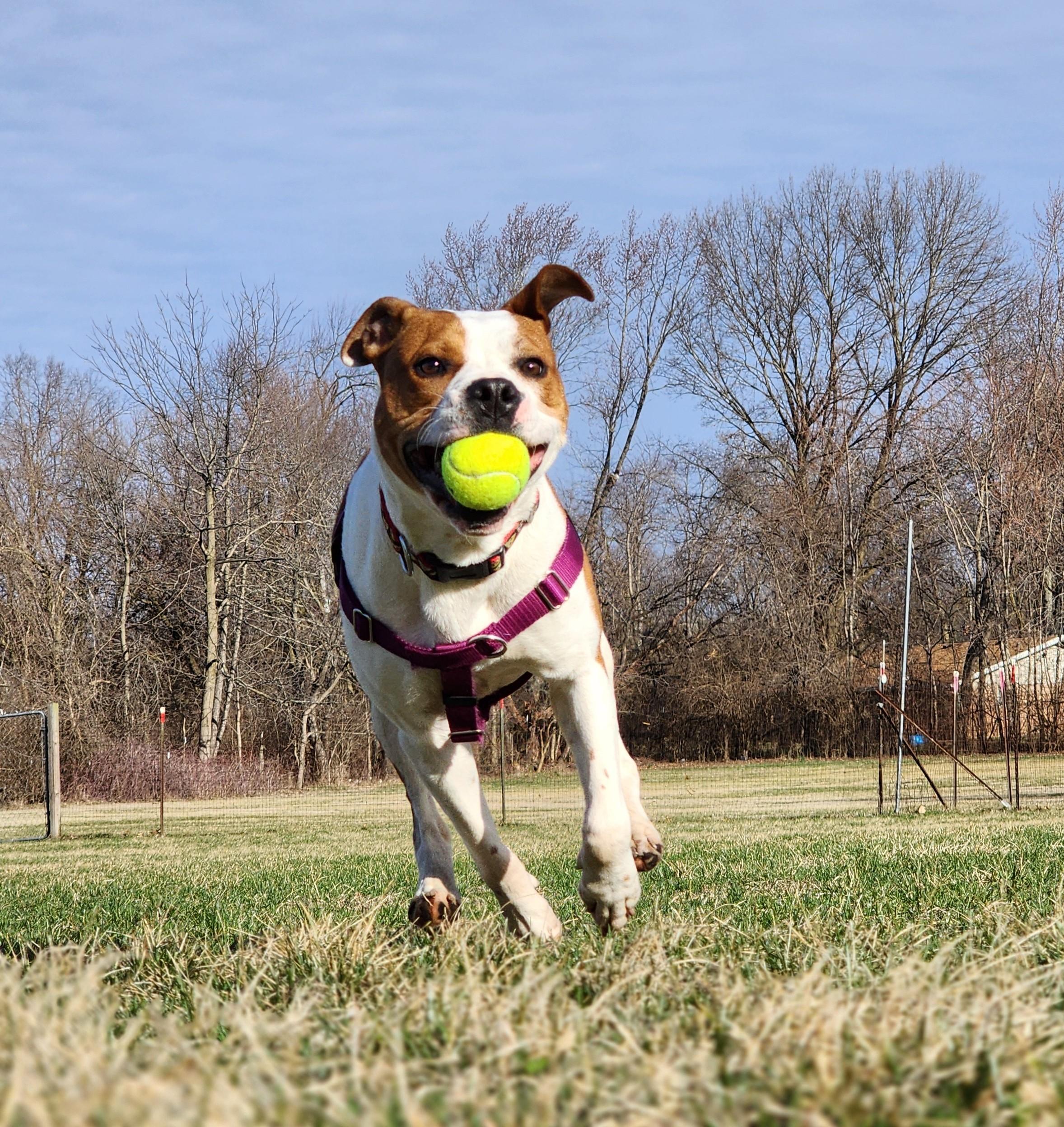 Boba, a Adopted mixed breed in West Lafayette, IN image 5/6