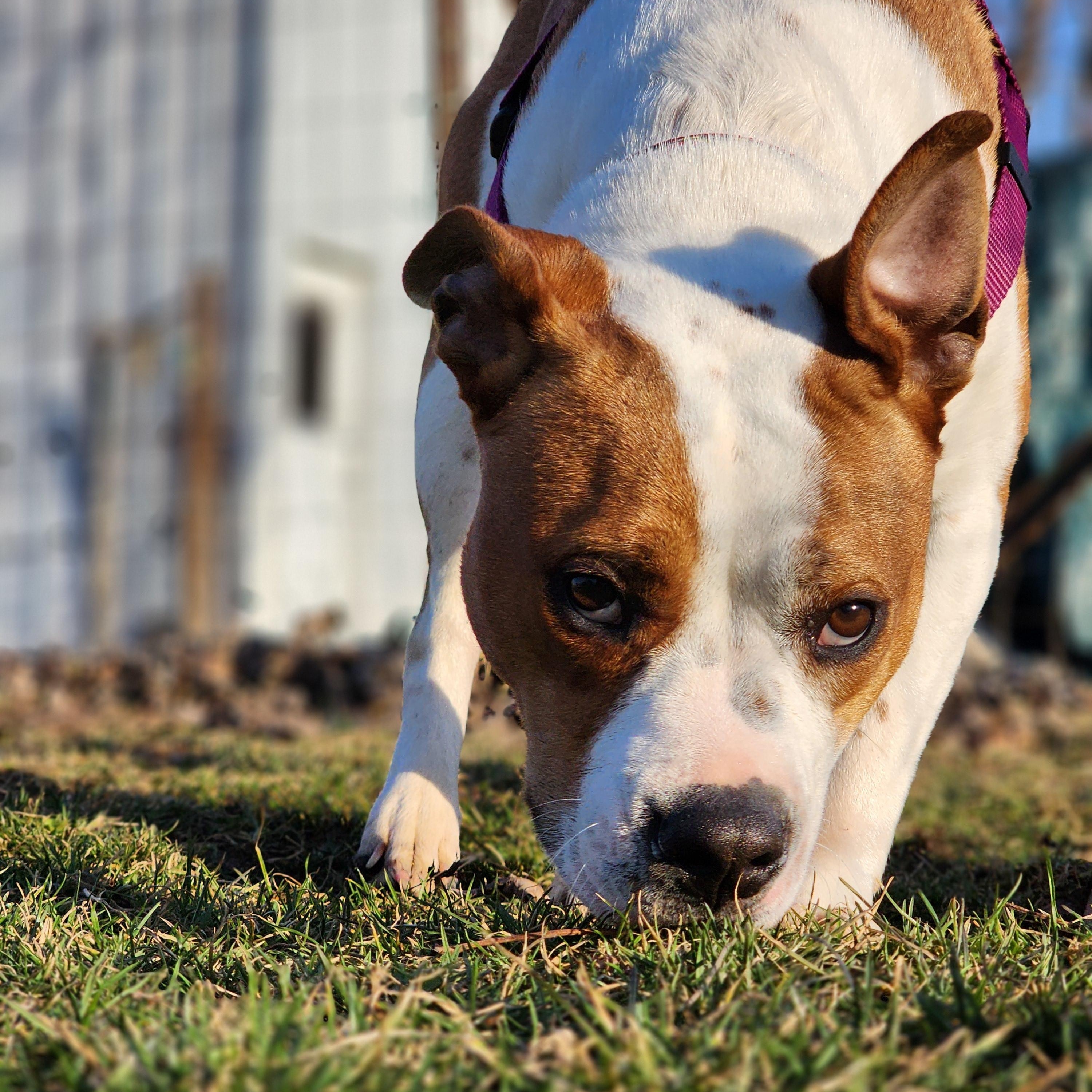Boba, a Adopted mixed breed in West Lafayette, IN image 4/6